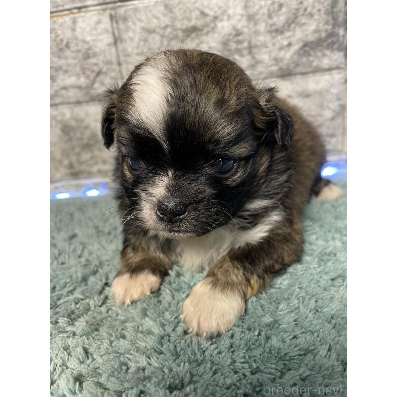 販売中の千葉県のチワズー:チワワ×シーズー-449366の4枚目