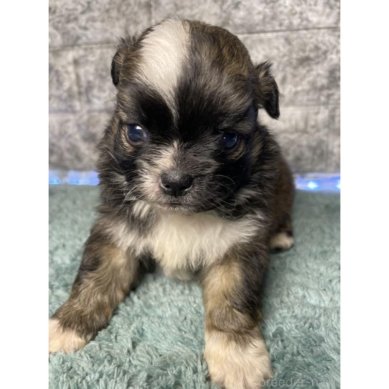 販売中の千葉県のチワズー:チワワ×シーズー-449366の3枚目