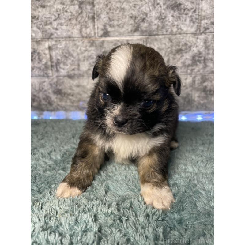 販売中の千葉県のチワズー:チワワ×シーズー-449366の2枚目