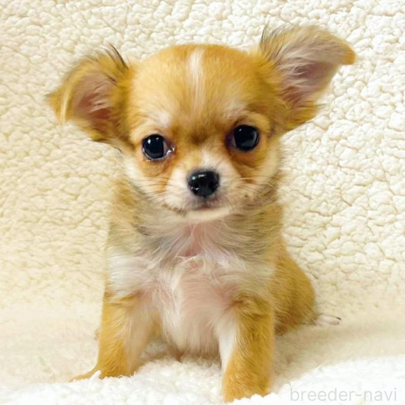 販売中の東京都のチワワ(ロングコート)-449362の1枚目