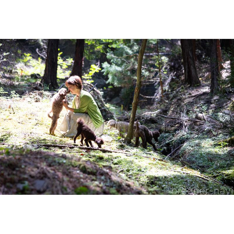 販売中の大阪府のトイプードル-449363の9枚目