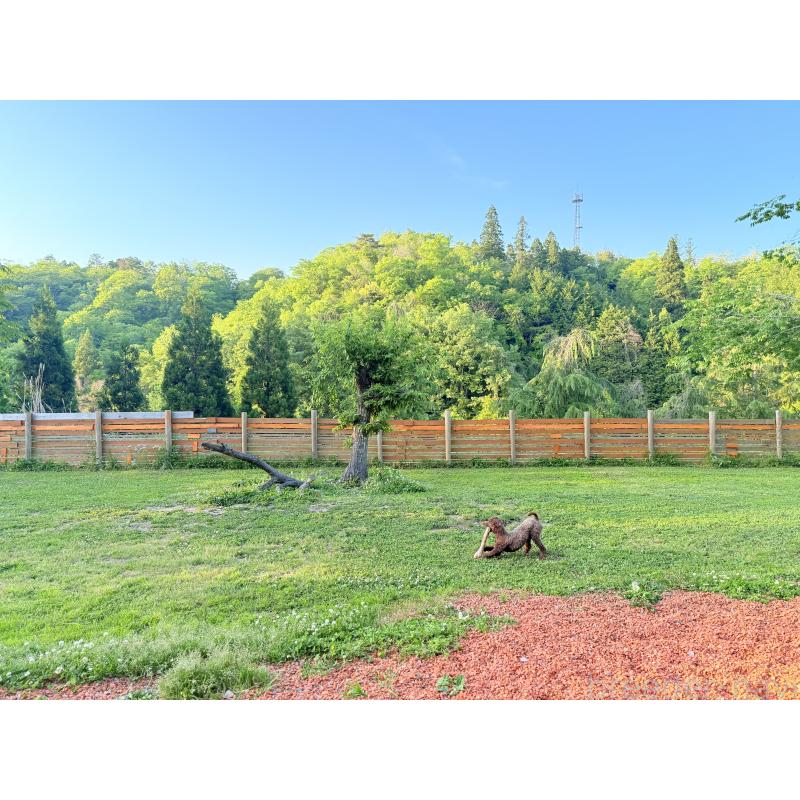 販売中の大阪府のトイプードル-449363の6枚目