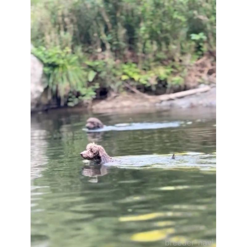 販売中の大阪府のトイプードル-449363の5枚目