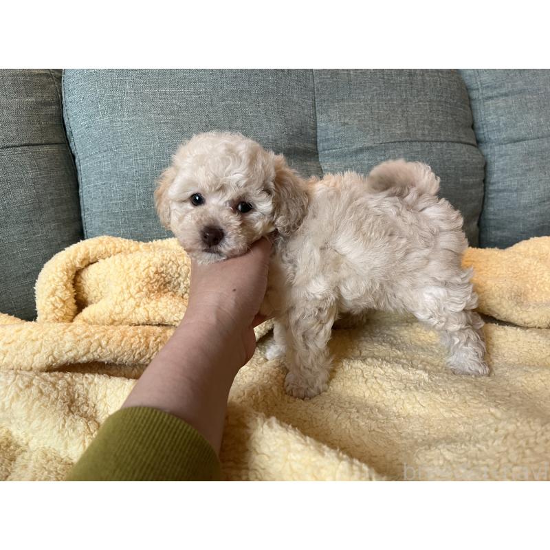 販売中の福岡県のタイニープードル-449365の2枚目