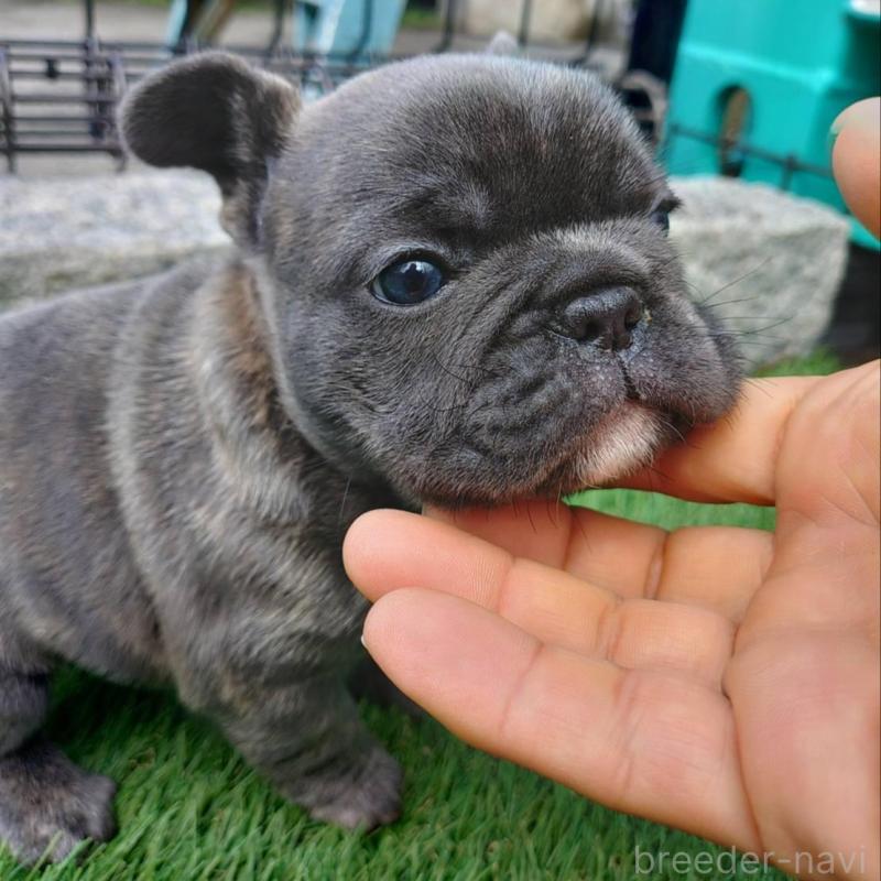 販売中の愛媛県のフレンチブルドッグ-449364の9枚目