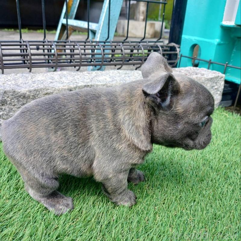 販売中の愛媛県のフレンチブルドッグ-449364の8枚目