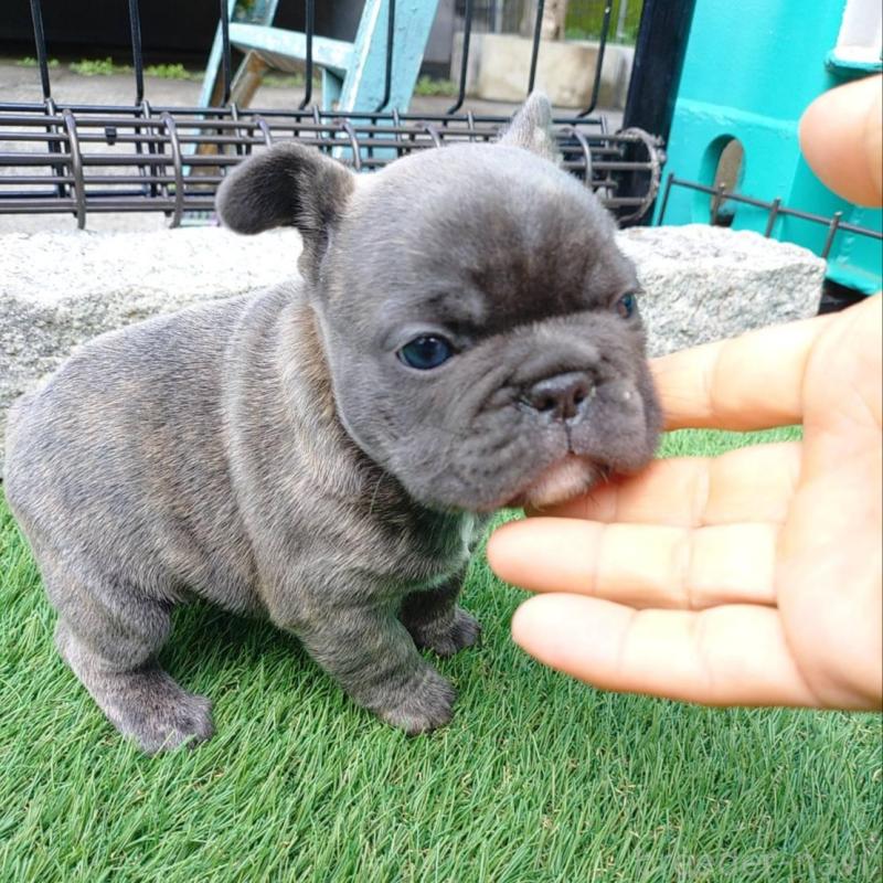 販売中の愛媛県のフレンチブルドッグ-449364の7枚目