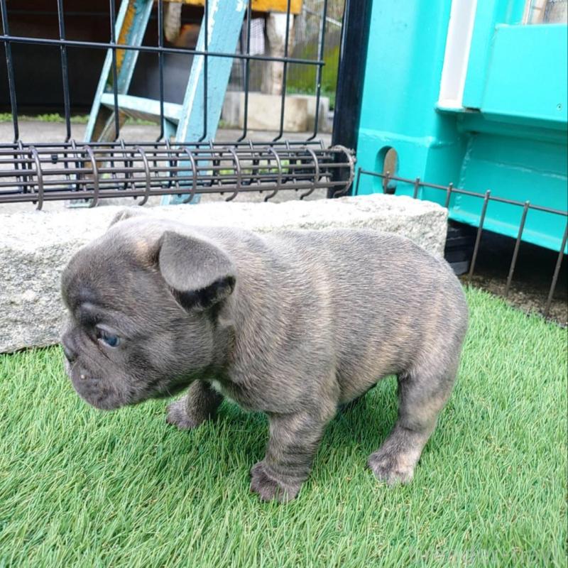 販売中の愛媛県のフレンチブルドッグ-449364の6枚目