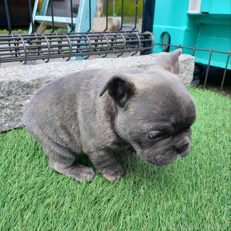 販売中の愛媛県のフレンチブルドッグ-449364の5枚目