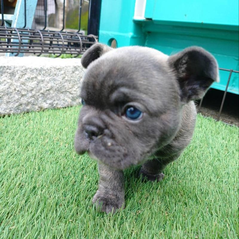 販売中の愛媛県のフレンチブルドッグ-449364の4枚目