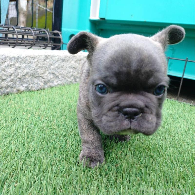 販売中の愛媛県のフレンチブルドッグ-449364の3枚目