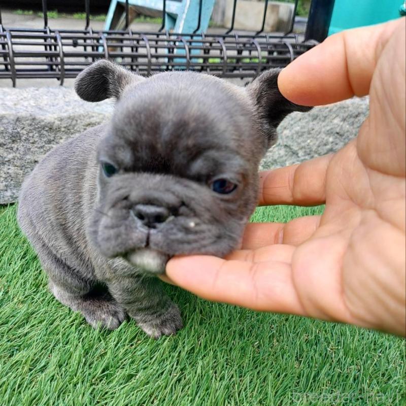 販売中の愛媛県のフレンチブルドッグ-449364の2枚目