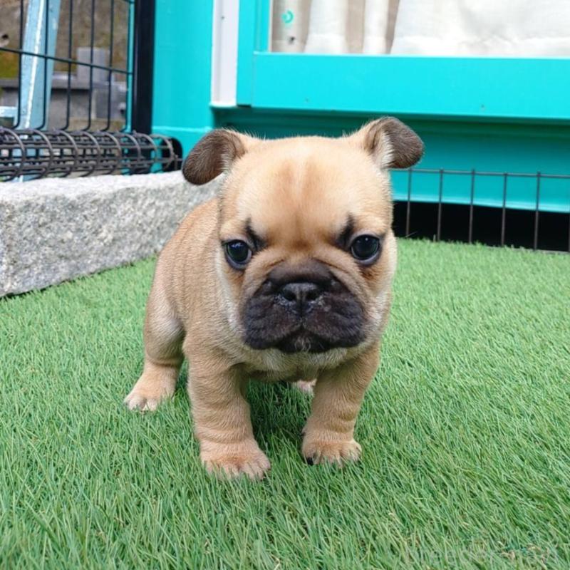 販売中の愛媛県のフレンチブルドッグ-449367の1枚目