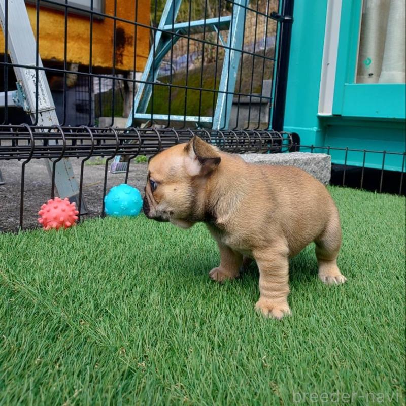 販売中の愛媛県のフレンチブルドッグ-449367の12枚目