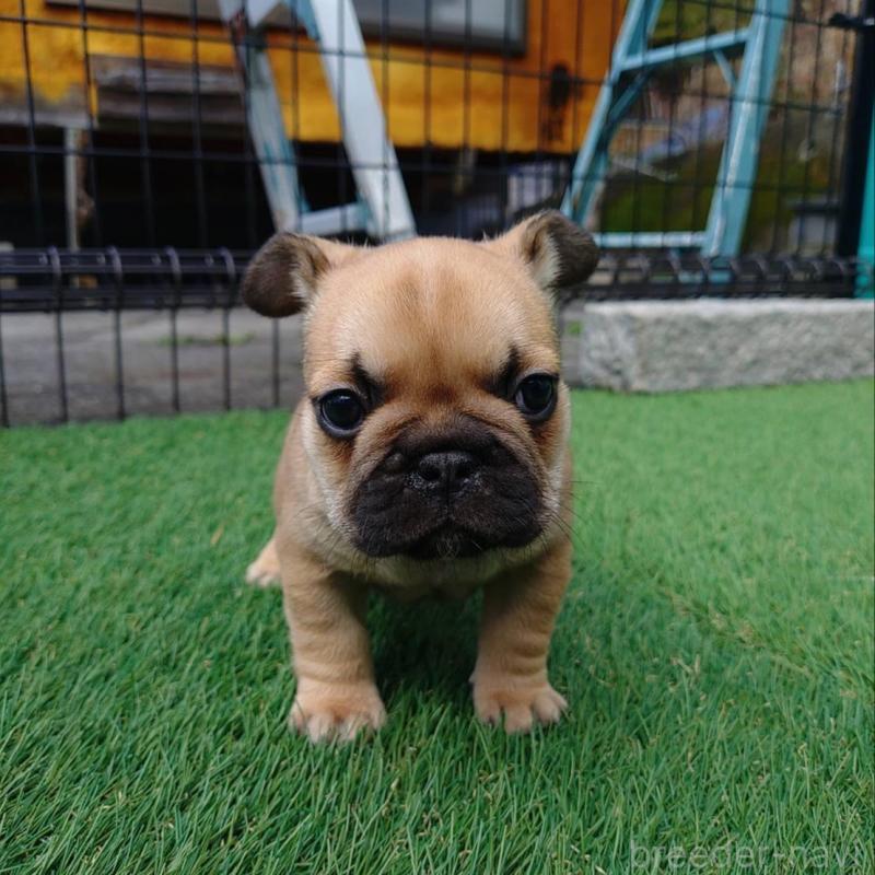 販売中の愛媛県のフレンチブルドッグ-449367の11枚目