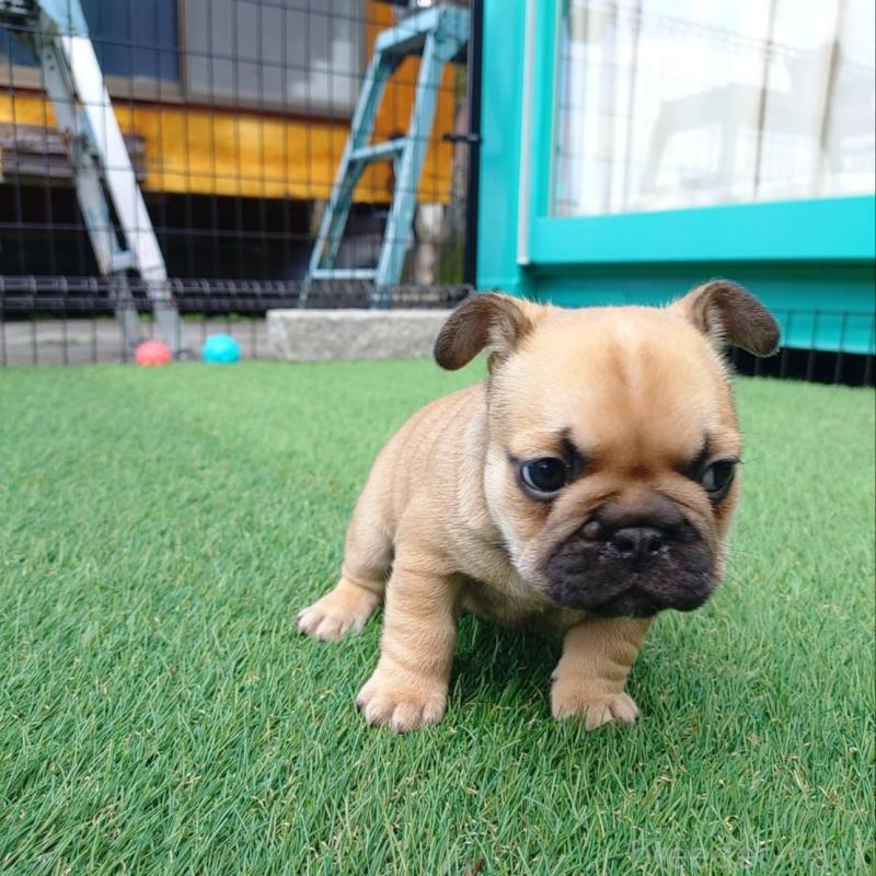 販売中の愛媛県のフレンチブルドッグ-449367の10枚目