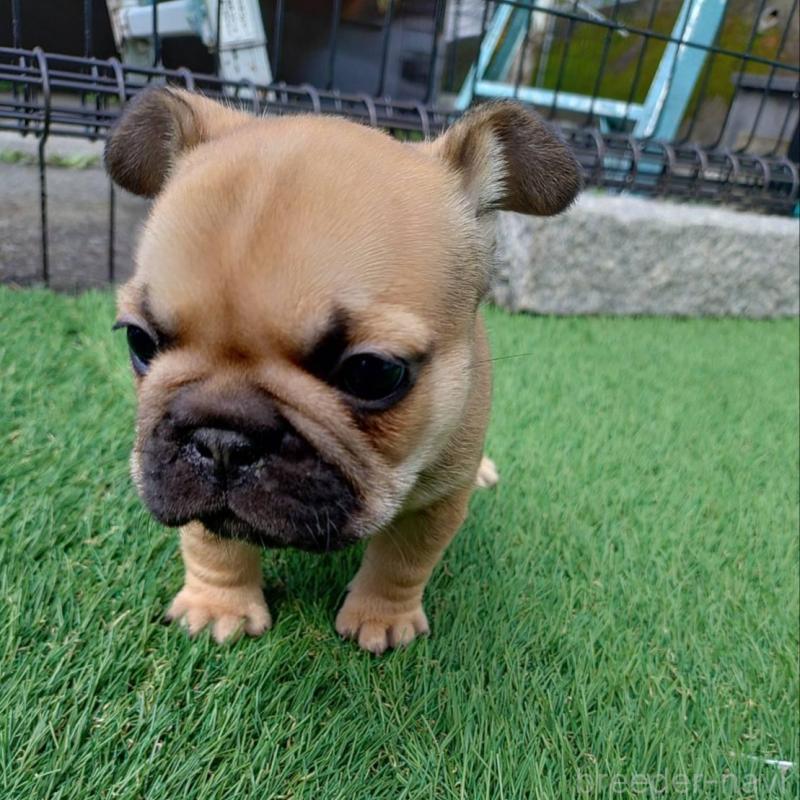 販売中の愛媛県のフレンチブルドッグ-449367の7枚目