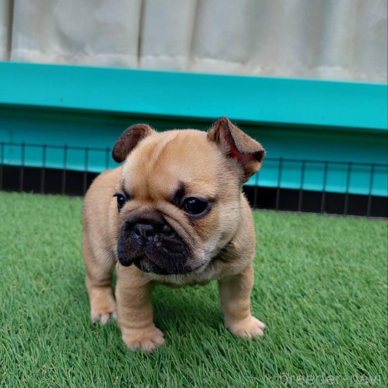 販売中の愛媛県のフレンチブルドッグ-449367の6枚目
