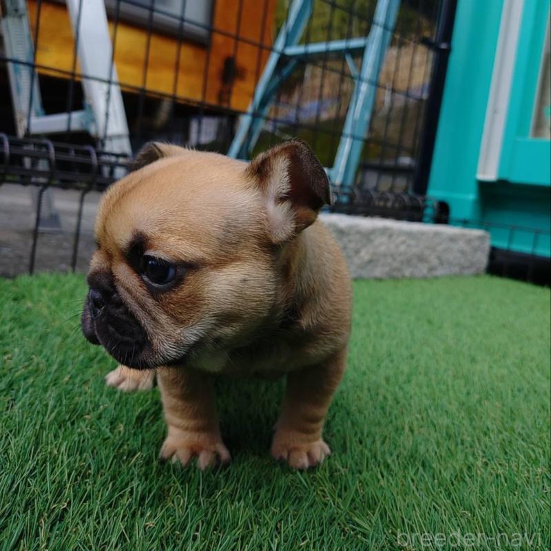 販売中の愛媛県のフレンチブルドッグ-449367の5枚目