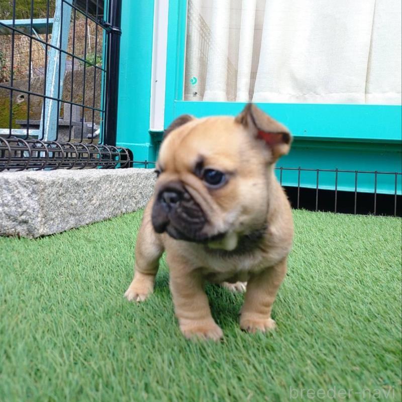 販売中の愛媛県のフレンチブルドッグ-449367の4枚目