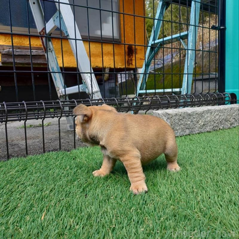 販売中の愛媛県のフレンチブルドッグ-449367の3枚目