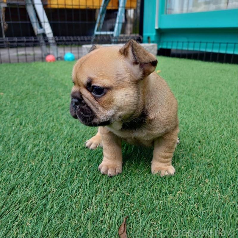 販売中の愛媛県のフレンチブルドッグ-449367の2枚目