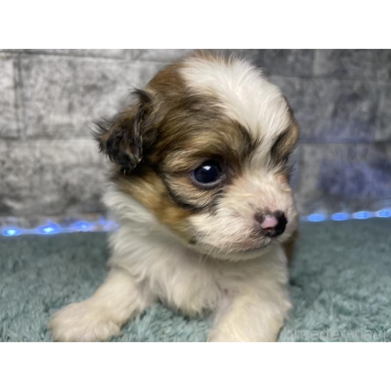 販売中の千葉県のチワズー:チワワ×シーズー-449373の1枚目