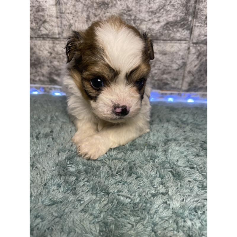 販売中の千葉県のチワズー:チワワ×シーズー-449373の5枚目