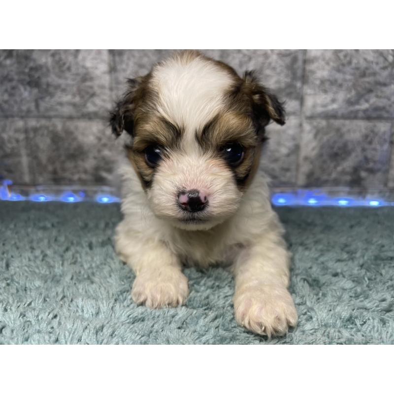 販売中の千葉県のチワズー:チワワ×シーズー-449373の4枚目