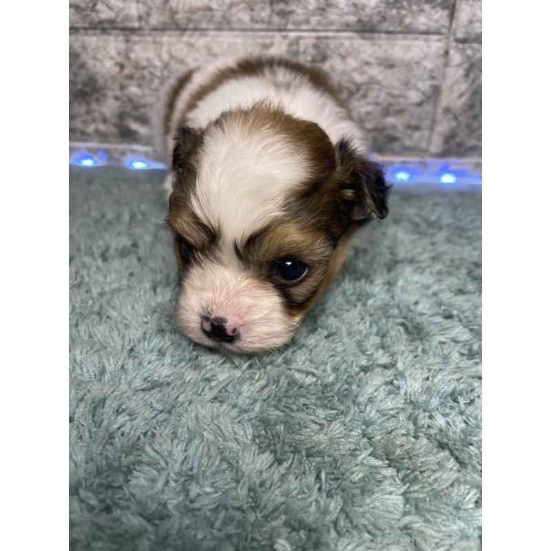 販売中の千葉県のチワズー:チワワ×シーズー-449373の2枚目