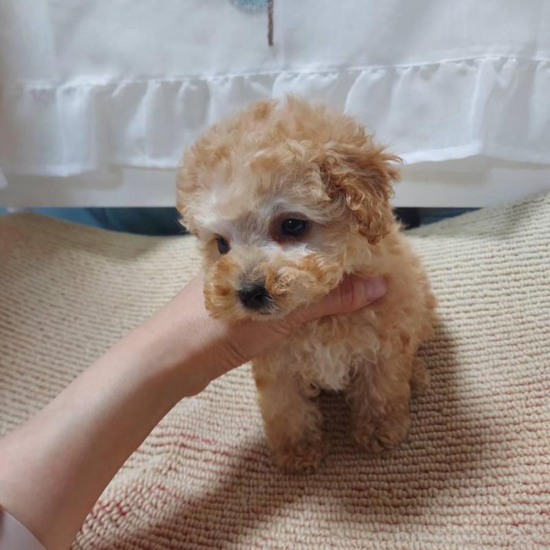 販売中の愛知県のタイニープードル-449371の12枚目