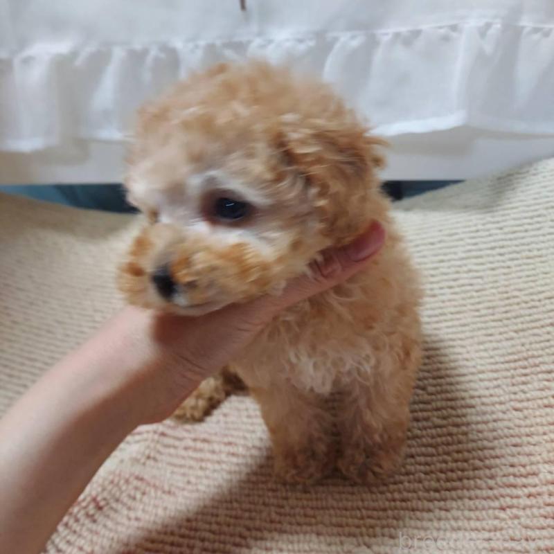 販売中の愛知県のタイニープードル-449371の11枚目