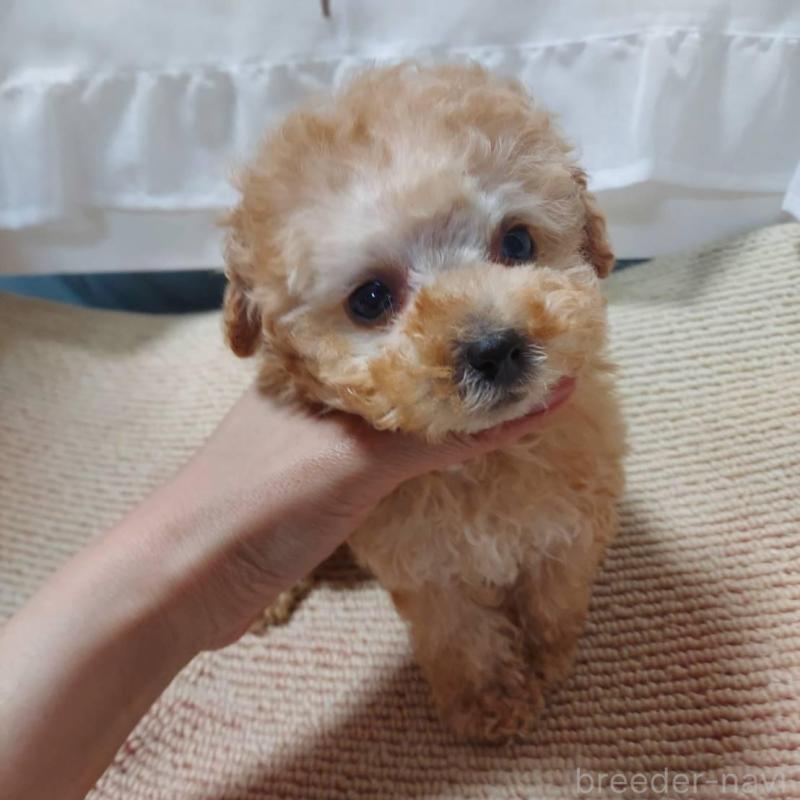販売中の愛知県のタイニープードル-449371の10枚目