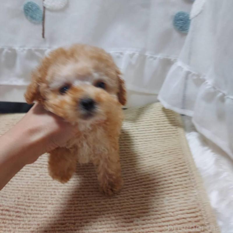 販売中の愛知県のタイニープードル-449371の9枚目
