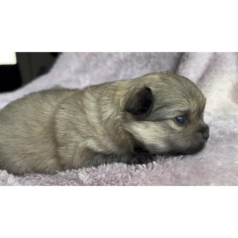 販売中の広島県のミックス犬-449372の9枚目