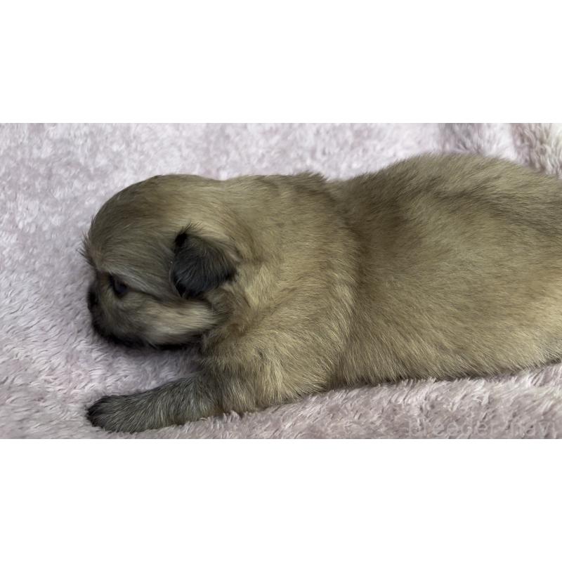 販売中の広島県のミックス犬-449372の8枚目