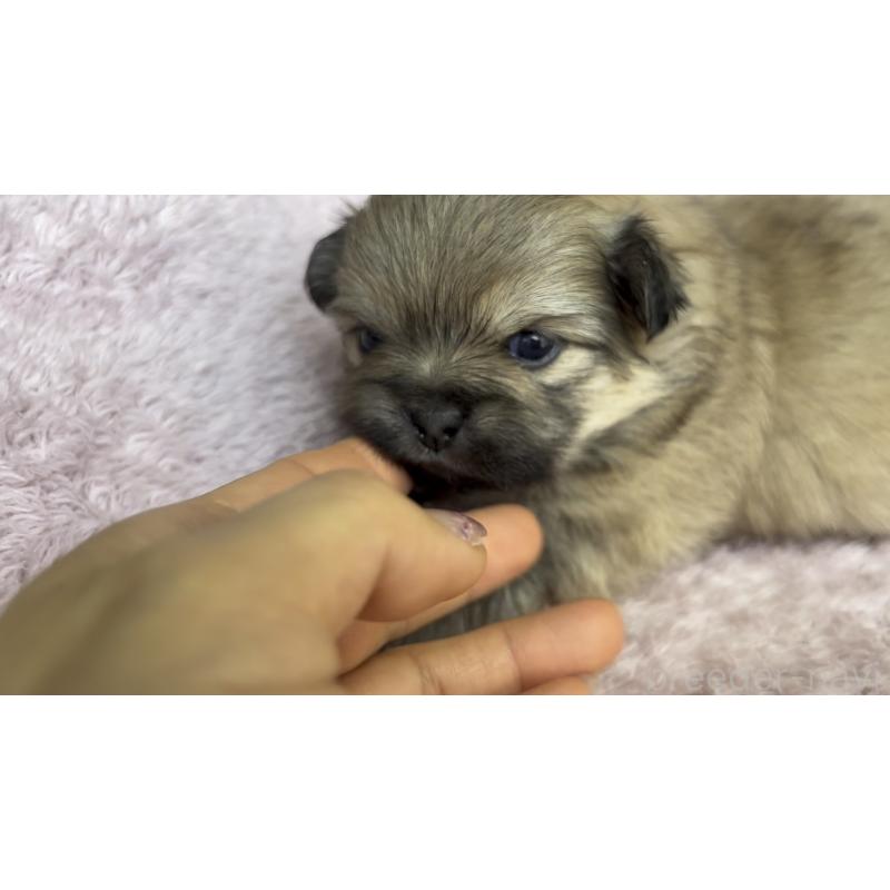 販売中の広島県のミックス犬-449372の7枚目