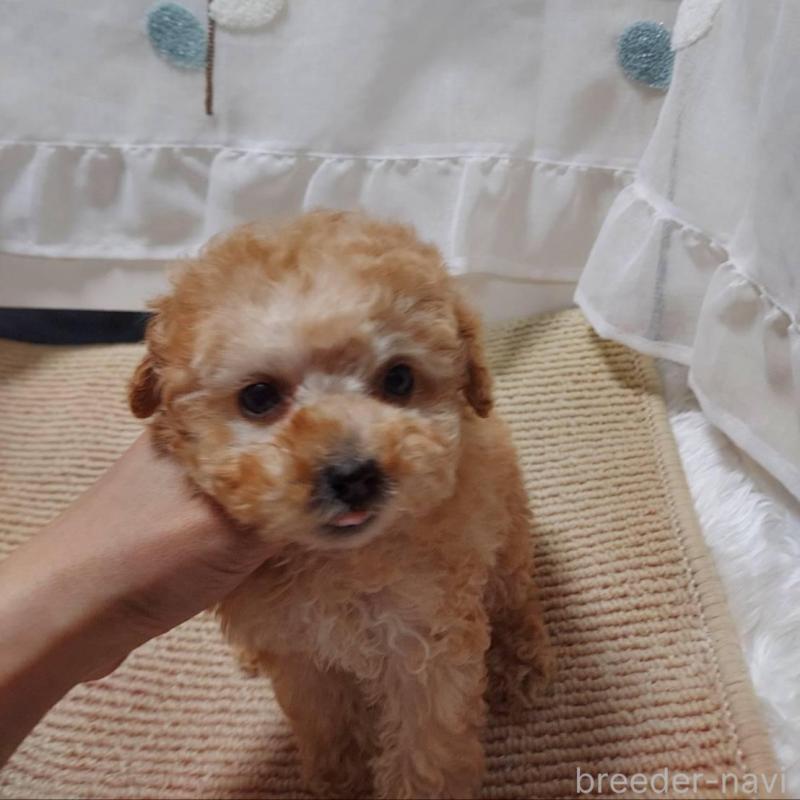 販売中の愛知県のタイニープードル-449371の8枚目
