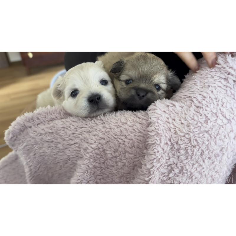 販売中の広島県のミックス犬-449372の6枚目