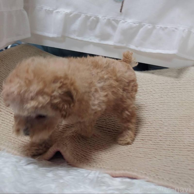 販売中の愛知県のタイニープードル-449371の7枚目