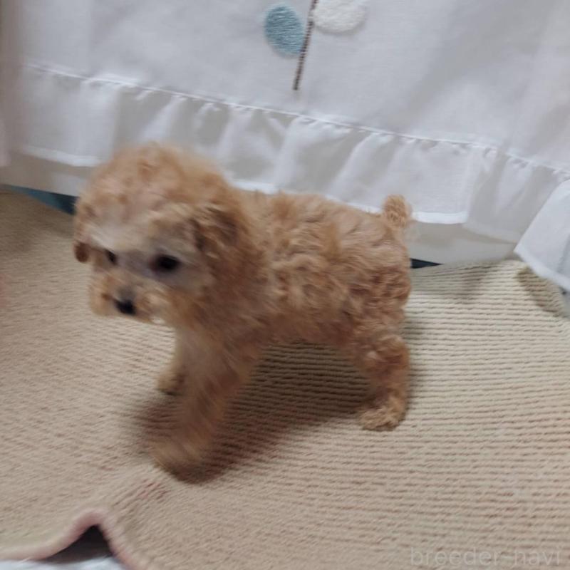 販売中の愛知県のタイニープードル-449371の6枚目