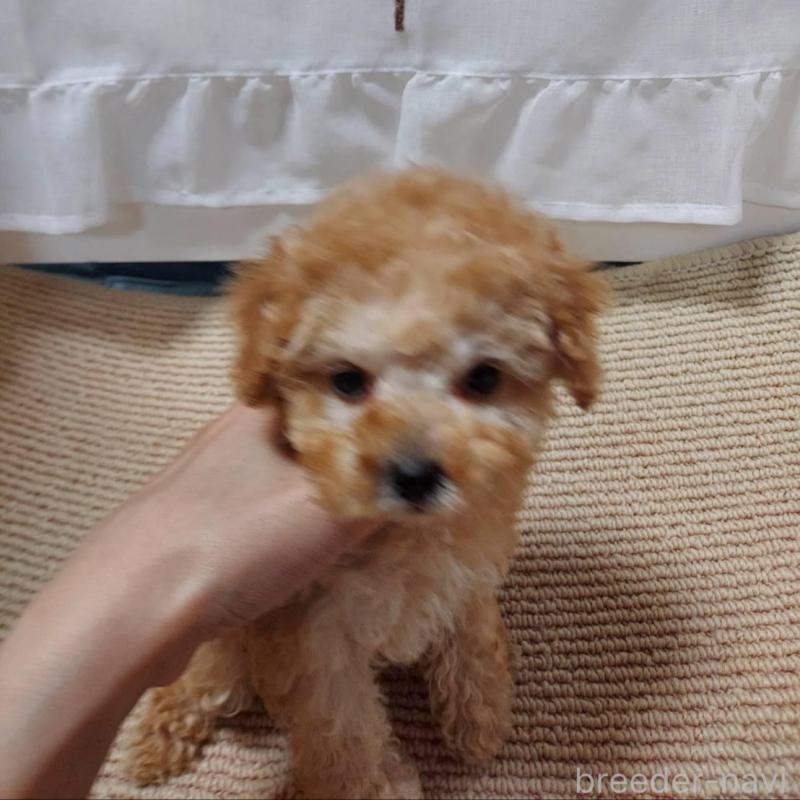 販売中の愛知県のタイニープードル-449371の5枚目