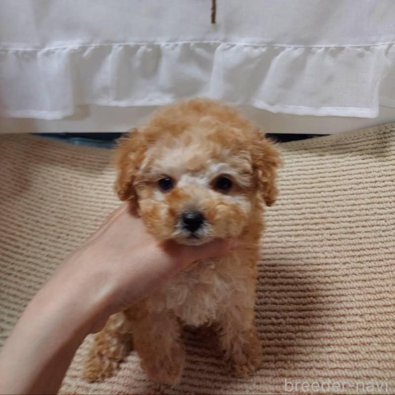 販売中の愛知県のタイニープードル-449371の1枚目