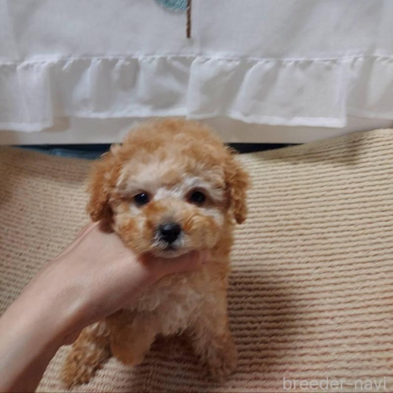 販売中の愛知県のタイニープードル-449371の4枚目