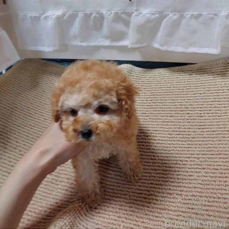 販売中の愛知県のタイニープードル-449371の3枚目