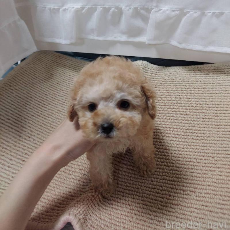 販売中の愛知県のタイニープードル-449371の2枚目