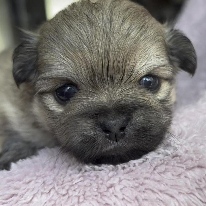 販売中の広島県のミックス犬-449372の5枚目