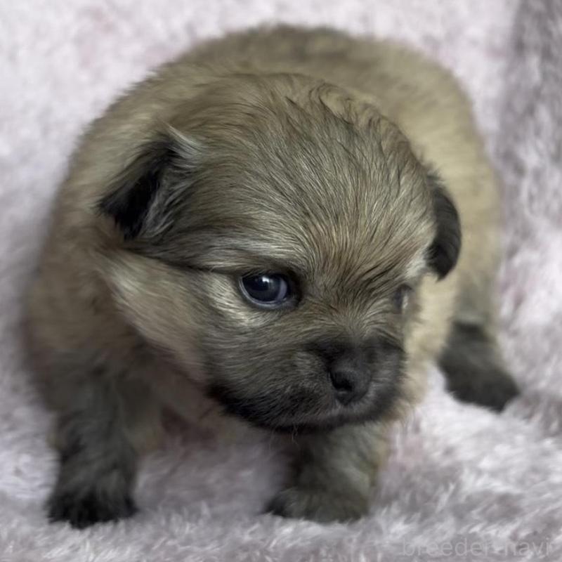 販売中の広島県のミックス犬-449372の4枚目