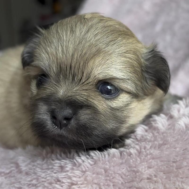 販売中の広島県のミックス犬-449372の3枚目