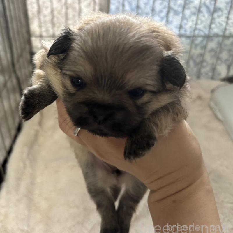 販売中の広島県のミックス犬-449372の2枚目